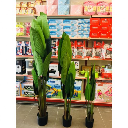 PREMIUM QUALITY BANANA TREE / POKOK PISANG