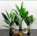 PREMIUM QUALITY BANANA TREE / POKOK PISANG