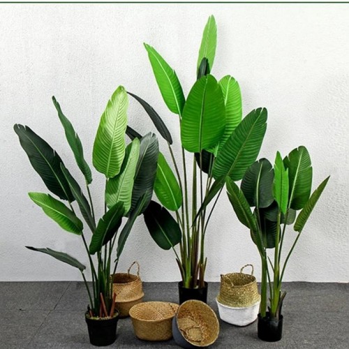 PREMIUM QUALITY BANANA TREE / POKOK PISANG