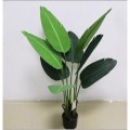 PREMIUM QUALITY BANANA TREE / POKOK PISANG