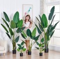 PREMIUM QUALITY BANANA TREE / POKOK PISANG