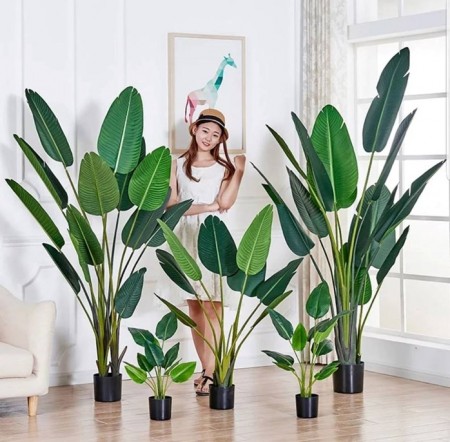 PREMIUM QUALITY BANANA TREE / POKOK PISANG