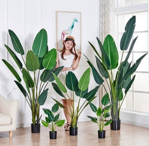 PREMIUM QUALITY BANANA TREE / POKOK PISANG