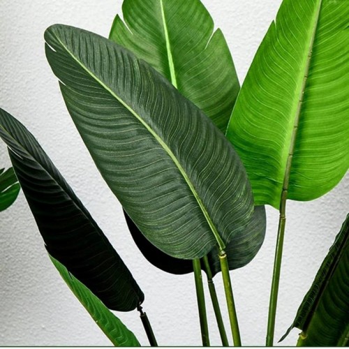 PREMIUM QUALITY BANANA TREE / POKOK PISANG