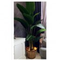 PREMIUM QUALITY BANANA TREE / POKOK PISANG