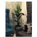 PREMIUM QUALITY BANANA TREE / POKOK PISANG