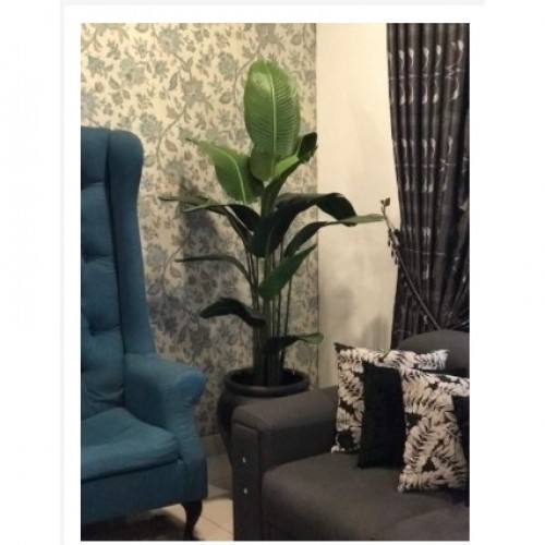 PREMIUM QUALITY BANANA TREE / POKOK PISANG